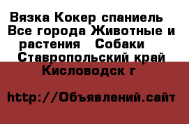 Вязка Кокер спаниель - Все города Животные и растения » Собаки   . Ставропольский край,Кисловодск г.